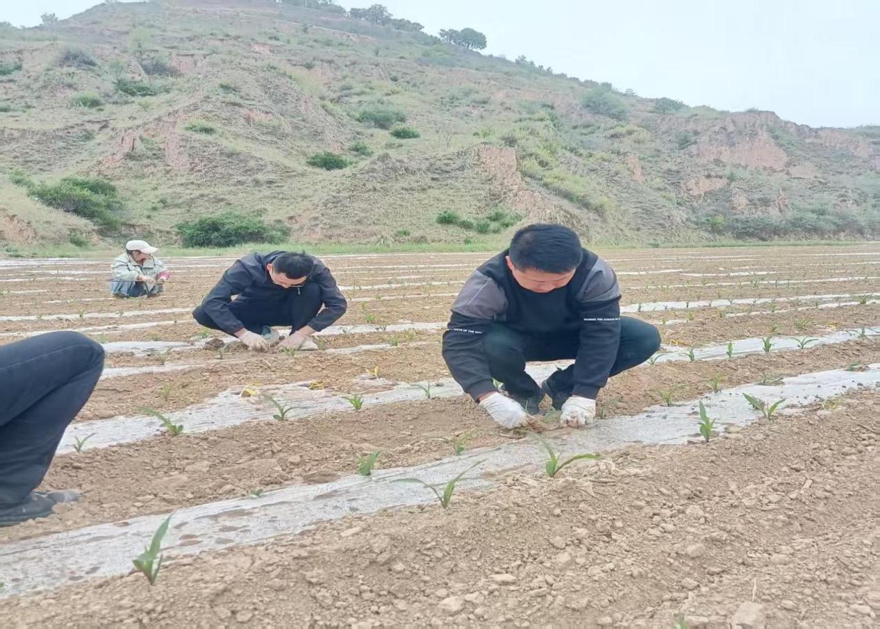 种草现场