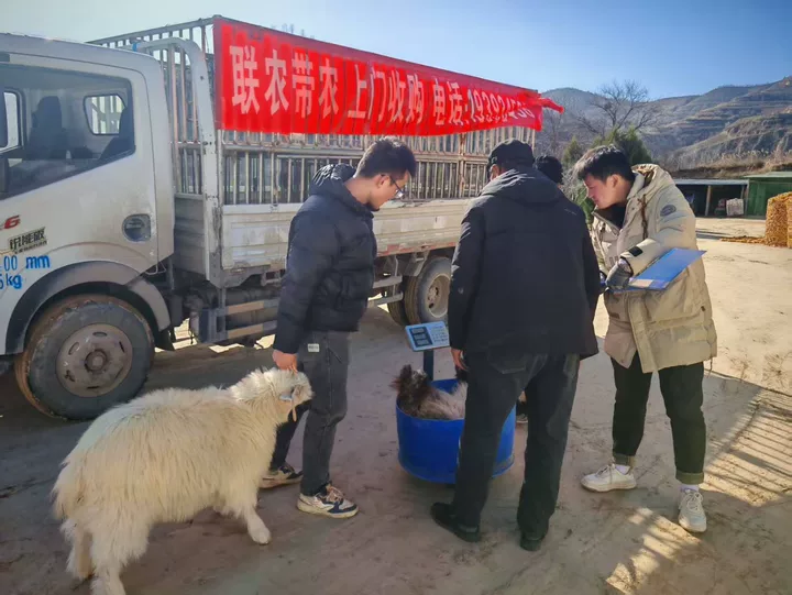 收羊现场